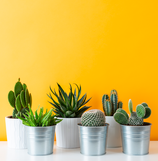 Screen Shot 2020-03-27 at 2.12.03 PM