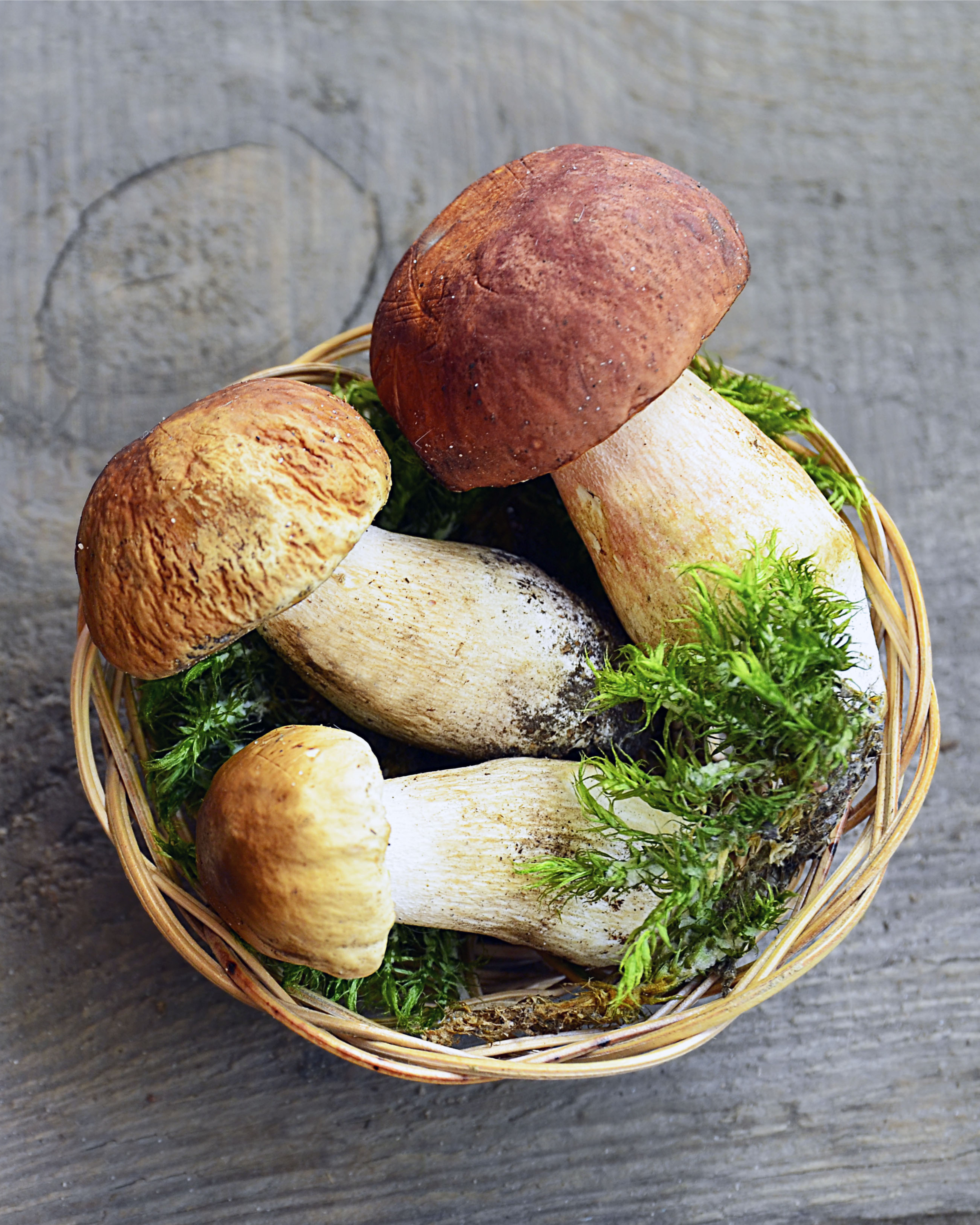 Mushroom hunting season